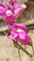 Antirrhinum majus