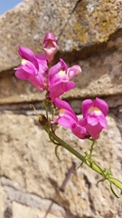 Antirrhinum majus