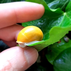 Cepaea hortensis