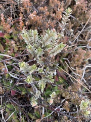 Pimelea concinna