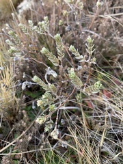 Pimelea concinna