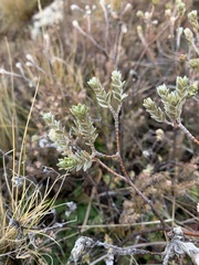 Pimelea concinna
