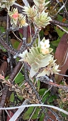 Pimelea concinna