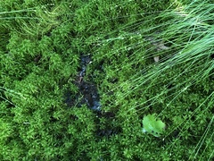 Sphagnum recurvum