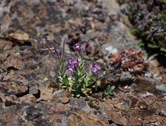 Boechera breweri breweri