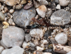 Philonthus caerulescens