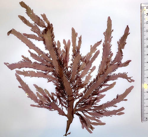 Cladhymenia oblongifolia observed 2022-05-28
