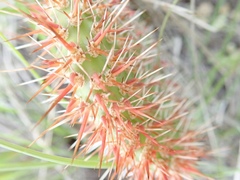 Opuntia polyacantha polyacantha