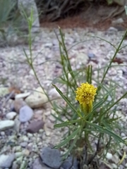 Porophyllum pausodynum