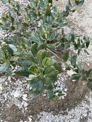 Ceanothus velutinus