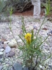 Porophyllum pausodynum