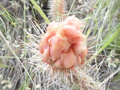 Opuntia polyacantha polyacantha