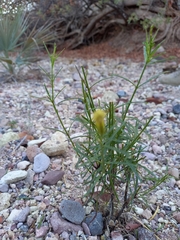 Porophyllum pausodynum