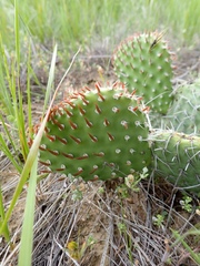 Opuntia polyacantha polyacantha
