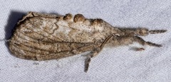 Dasychira atrivenosa