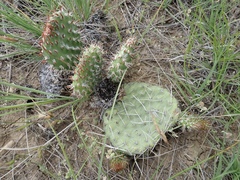 Opuntia polyacantha polyacantha