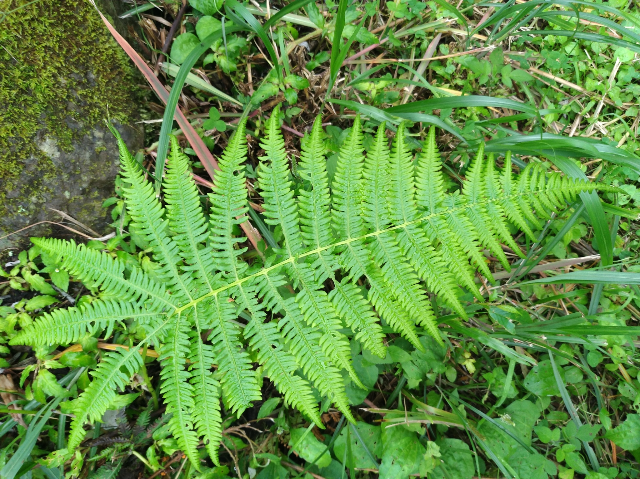 Glaphyropteridopsis erubescens