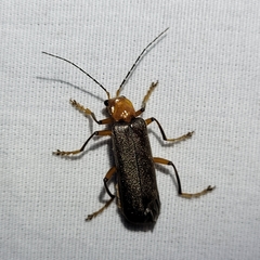 Pacificanthia consors