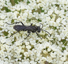 Anoplius nigerrimus