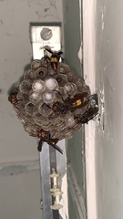 Polistes sagittarius