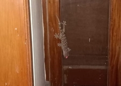 Gekko gecko