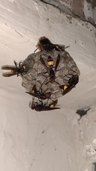 Polistes sagittarius