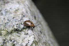 Gallerucida singularis