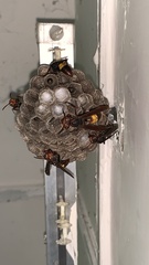 Polistes sagittarius