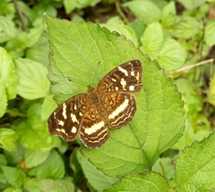 Anthanassa drusilla