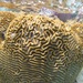 Symmetrical Brain Coral - Photo (c) Sarka Martinez, some rights reserved (CC BY-NC), uploaded by Sarka Martinez