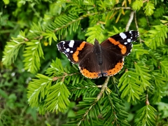 Vanessa atalanta