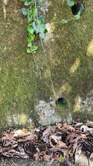 Orthetrum triangulare