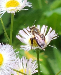 Andrena vicina