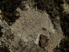 Pertusaria corallina