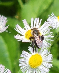 Andrena vicina