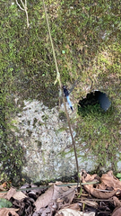 Orthetrum triangulare