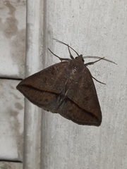 Argyrostrotis flavistriaria