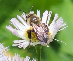 Andrena vicina