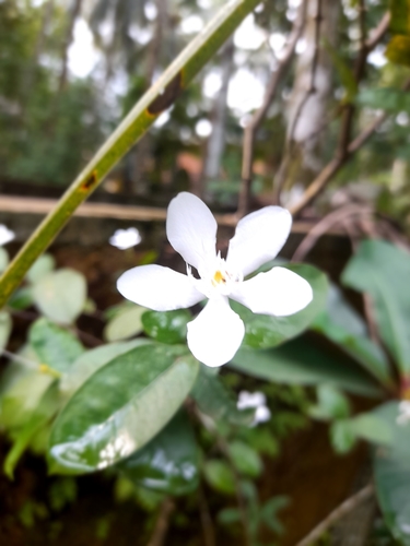 Image of Wrightia antidysenterica by no rights reserved