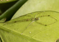 Thwaitesia nigronodosa