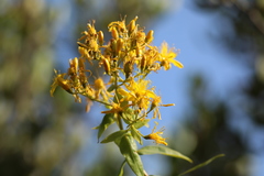 Hypericum canariense