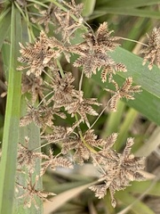 Cyperus