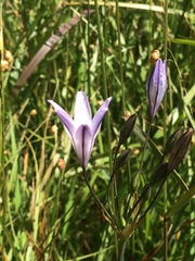 Triteleia peduncularis