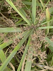 Cyperus