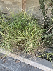 Cyperus