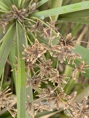 Cyperus