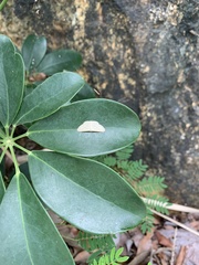 Lepidoptera
