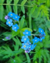 Myosotis