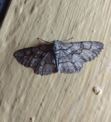 Iridopsis vellivolata