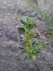 Pseudorontium cyathiferum